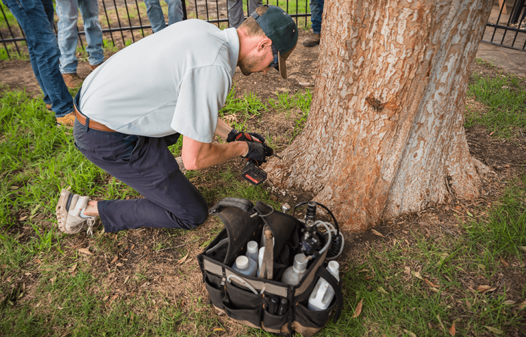 Top Benefits Of Hiring An Arborist Price Right Trees