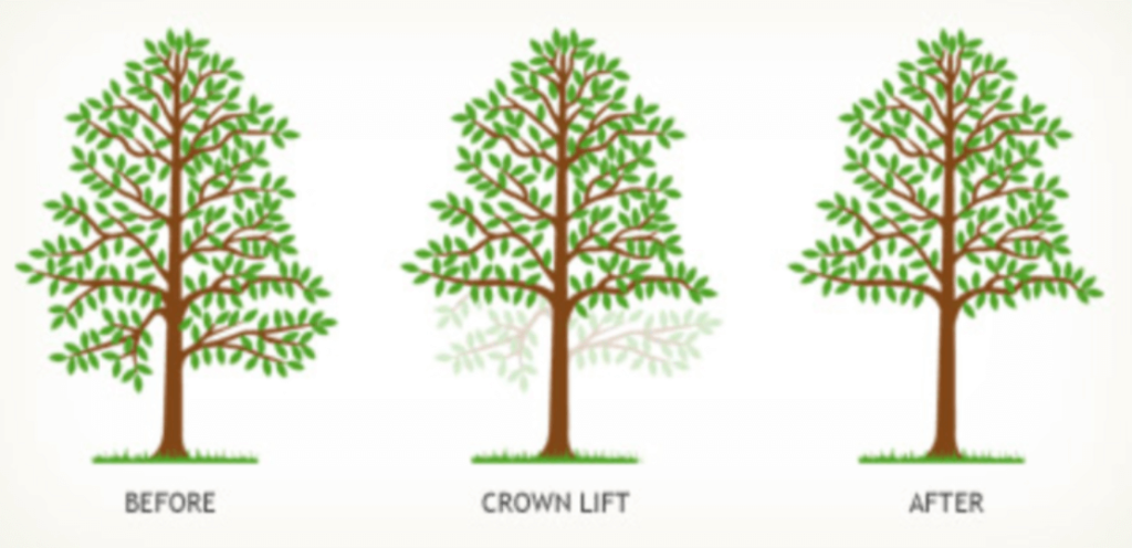 tree trimming crown raising