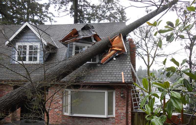 Damaged house, Tree damage