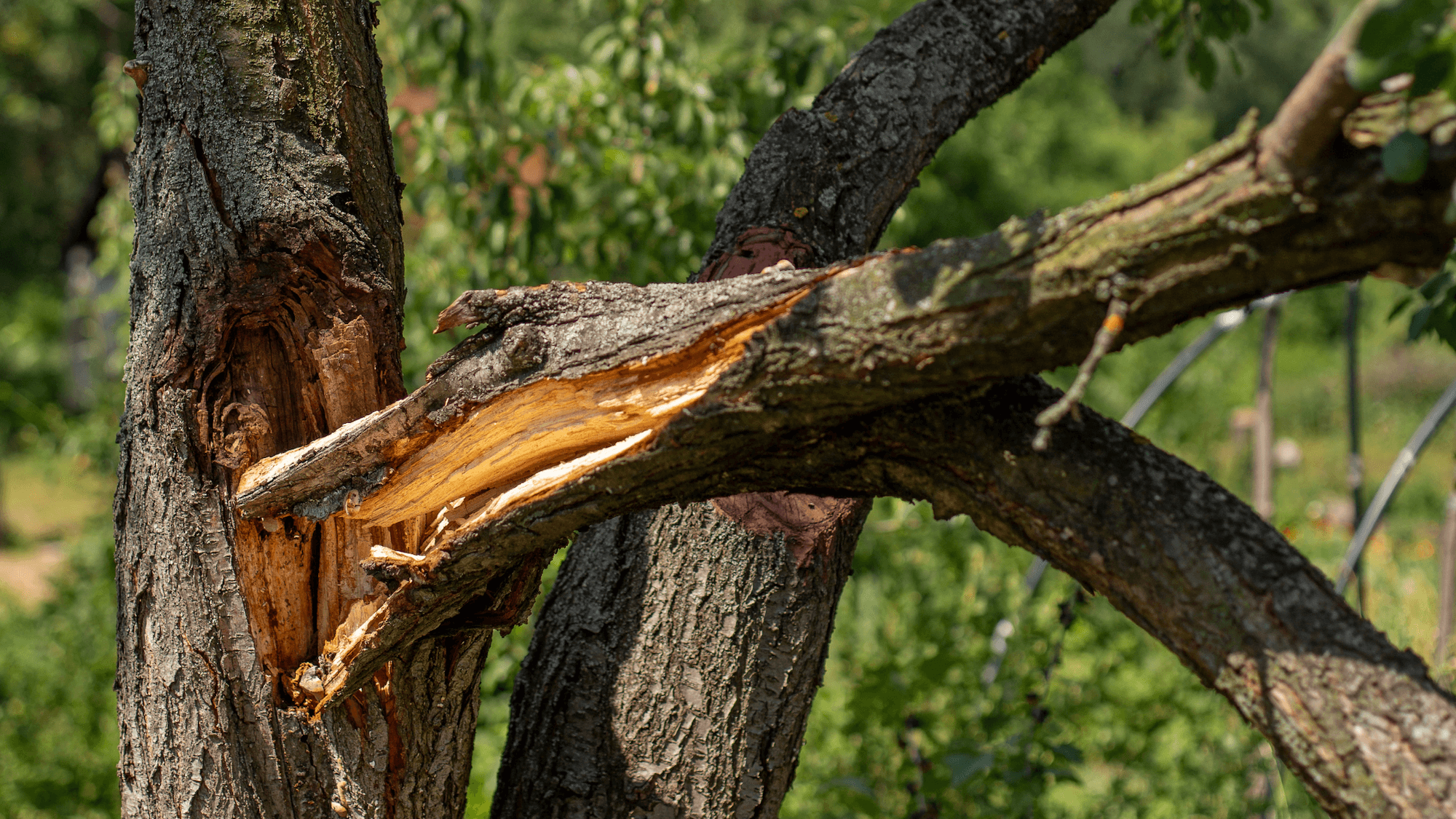 Emergency Tree Care, Disaster