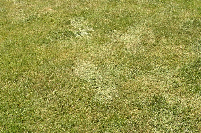 How To Maintain Grass In Extreme Heat