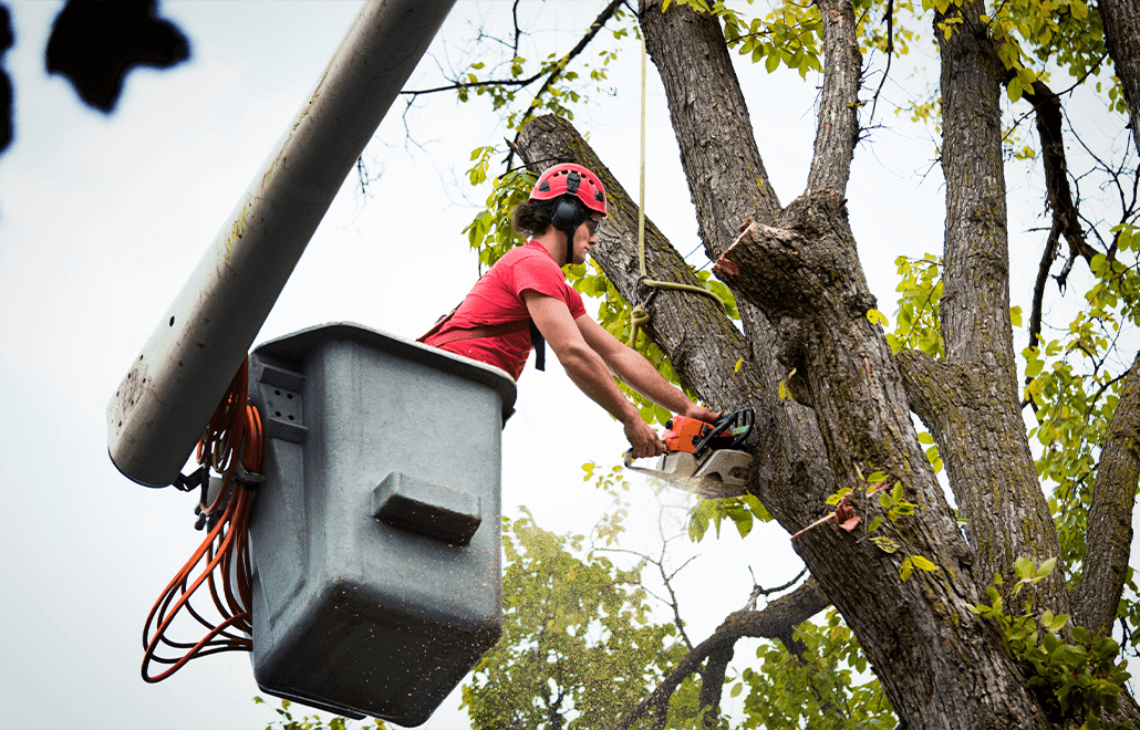 Safe Tree Removal, Emergency Tree Removal, Tree Debris Cleanup