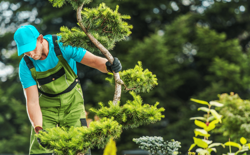 tree-maintenance-services