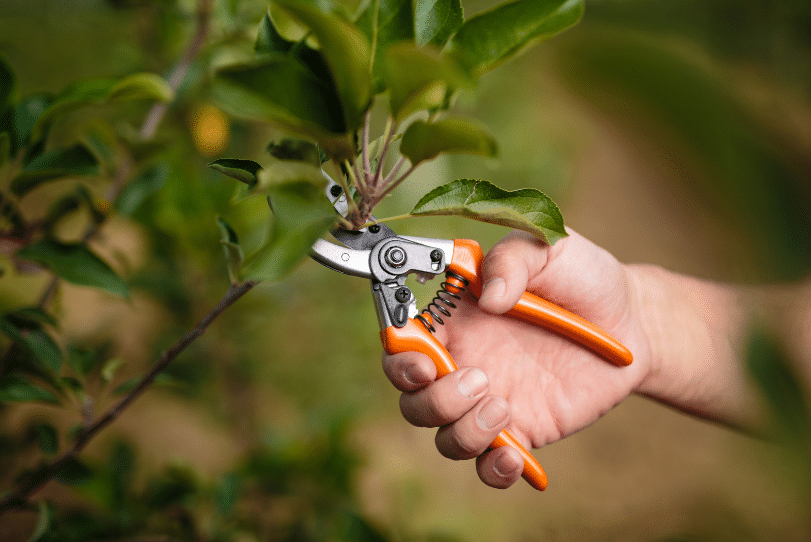 tree-pruning-services