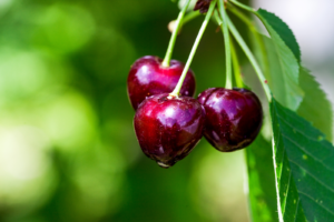 Cherry fruit