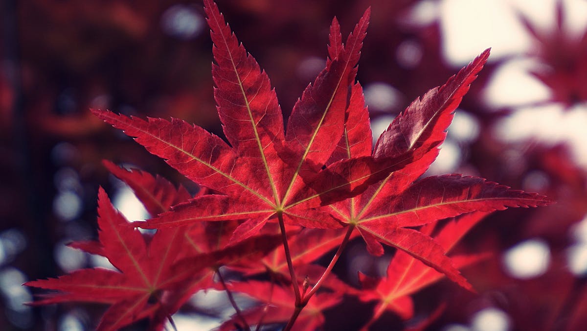 Japanese maple leaf