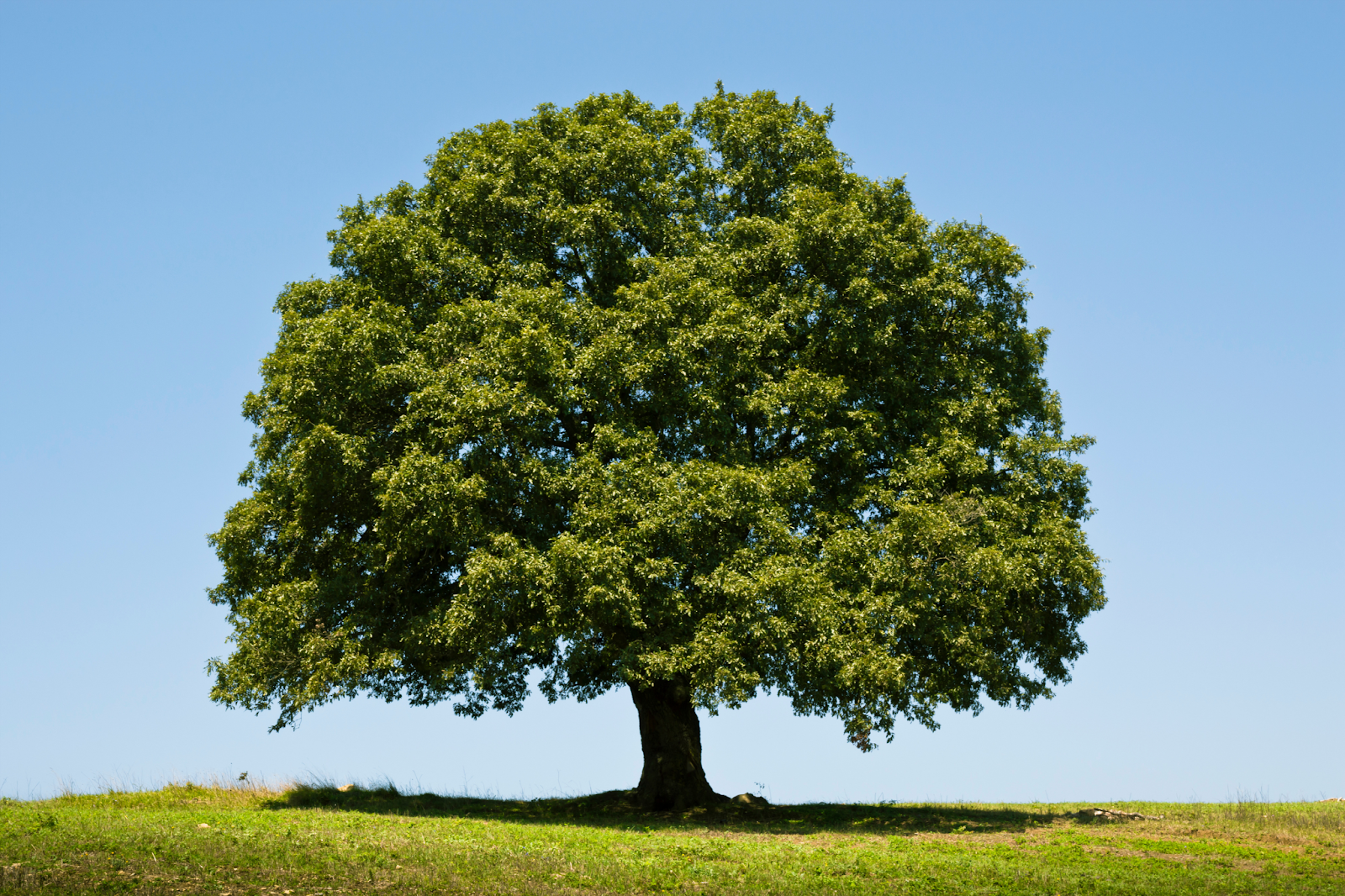 a towering oak tree