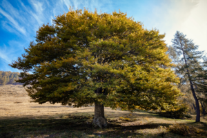 beautiful elm tree