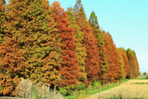 beautiful lined up cypress trees