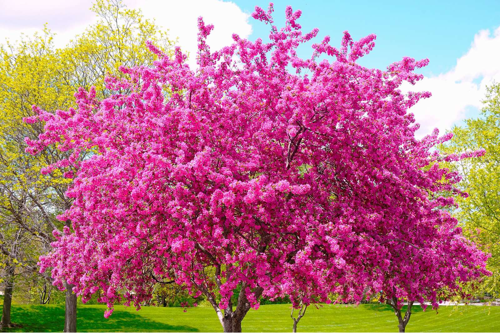 Texas redbud