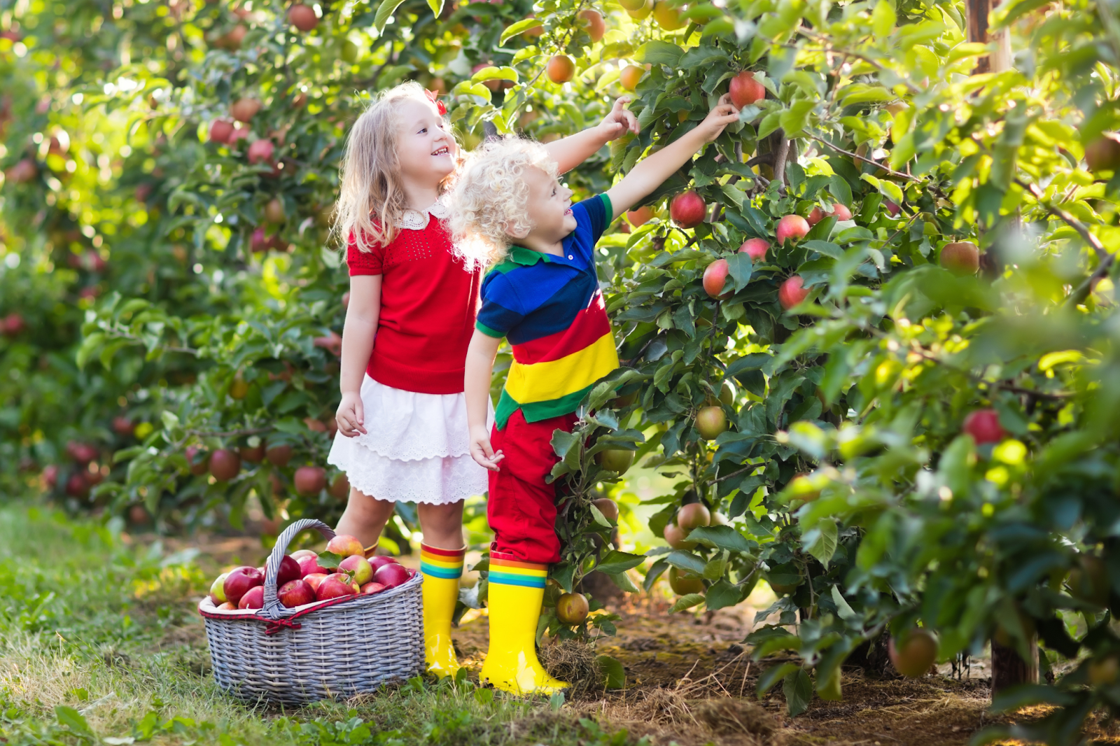 kids harvesting fruits