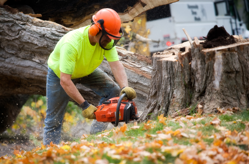 A tree service professional wearing a helmet and safety gear operates a chainsaw on a large tree stump, surrounded by fallen leaves, showing the effort involved in tree cutting.