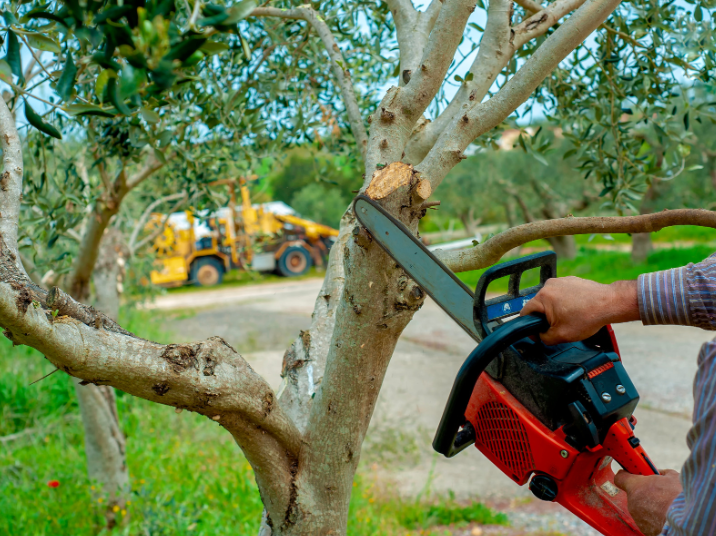 A tree service worker uses a chainsaw to trim an olive tree branch, ensuring the tree is properly maintained and shaped.