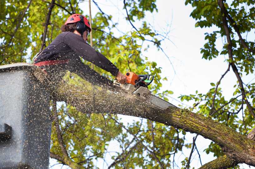 A tree service expert, harnessed for safety, cuts through a large branch while working from a bucket lift, demonstrating professional tree removal techniques.