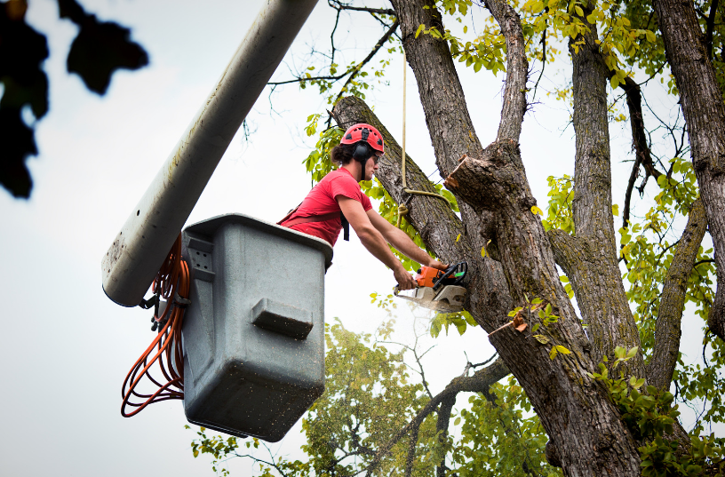 A tree service technician in a bucket lift prunes branches from a tree with a chainsaw, safely managing the height and ensuring proper cutting.