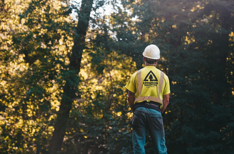 A tree service worker, wearing a helmet and safety gear, looks at a tree with a clear view of the surrounding forest, evaluating the work to be done.