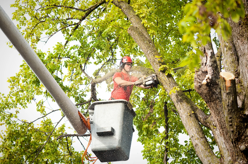 A tree service professional in a bucket lift uses a chainsaw to carefully cut branches from a tree, following safe tree trimming practices.