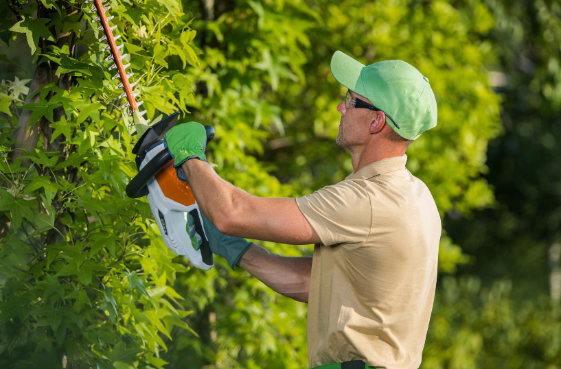 A tree service worker trims tree branches with a hedge trimmer while standing on the ground, performing routine shrub maintenance.