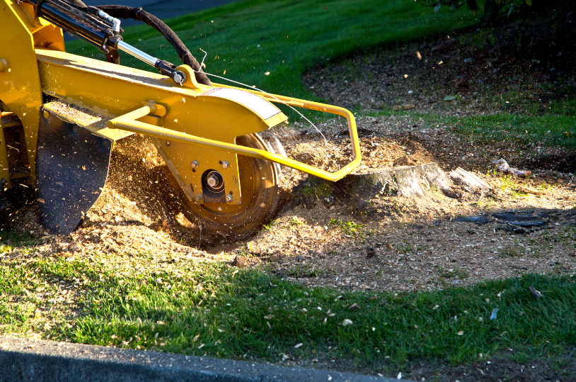 A tree service crew operates a stump grinder to remove the remnants of a tree stump, grinding it down into small wood chips for a clean yard.