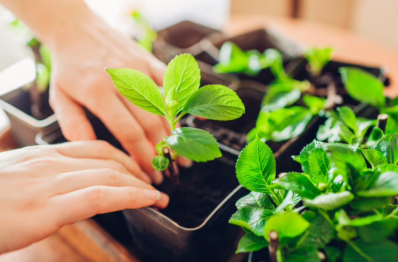 a gardener planting in pots