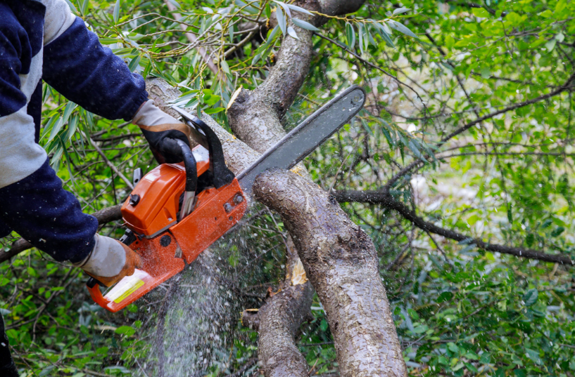 arborist chainsawing a tree