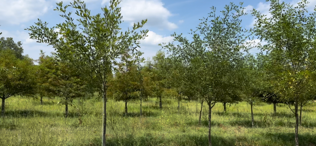 A lush tree farm with rows of young, healthy ash trees under a bright blue sky. The well-spaced greenery showcases vibrant leaves and sturdy trunks, ideal for landscaping or reforestation. Browse our selection of ash trees for sale to enhance your outdoor space.