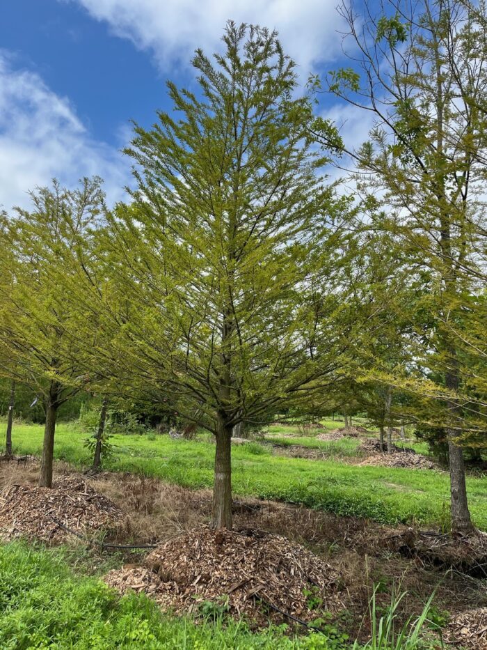 Bald Cypress Trees for Sale in Fort Worth, TX | Price Right Trees