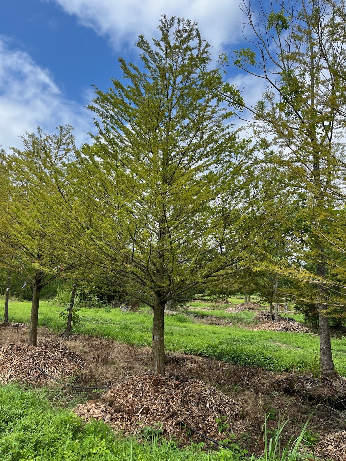 A thriving tree farm featuring young bald cypress trees with bright green foliage and sturdy trunks. The trees are planted in rich soil with mulch around their bases, promoting healthy growth. Explore our selection of bald cypress trees for sale to enhance your landscape with these resilient, water-loving trees.