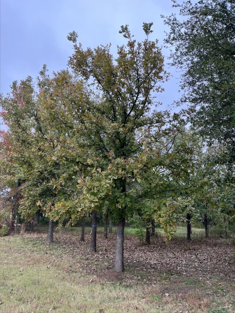 A group of mature bur oak trees for sale, featuring strong trunks and sprawling branches in a natural setting, ideal for shade and longevity in any landscape.