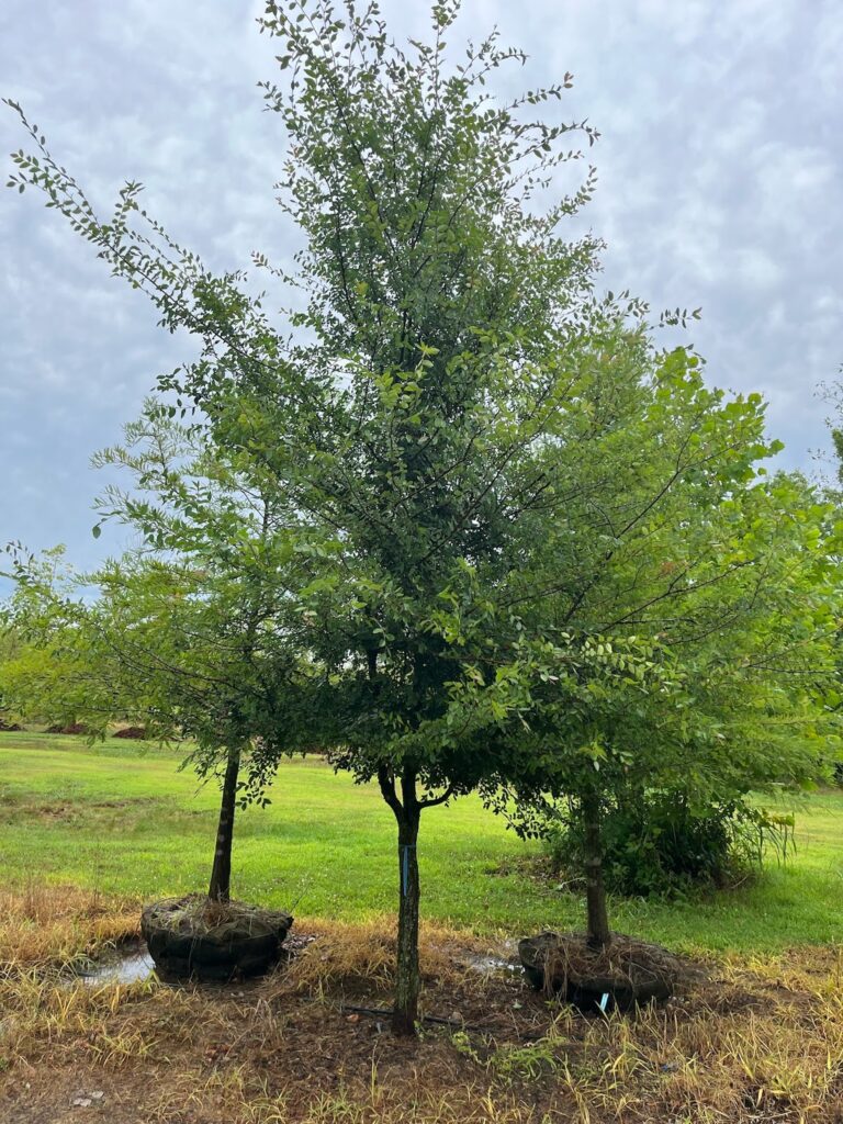 Healthy cedar elm for sale, partially uprooted and wrapped for transplantation, showcasing its vibrant green foliage and adaptability to various soil conditions.