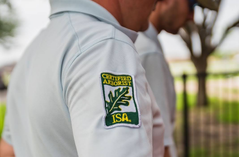 certified arborist inspecting a tree