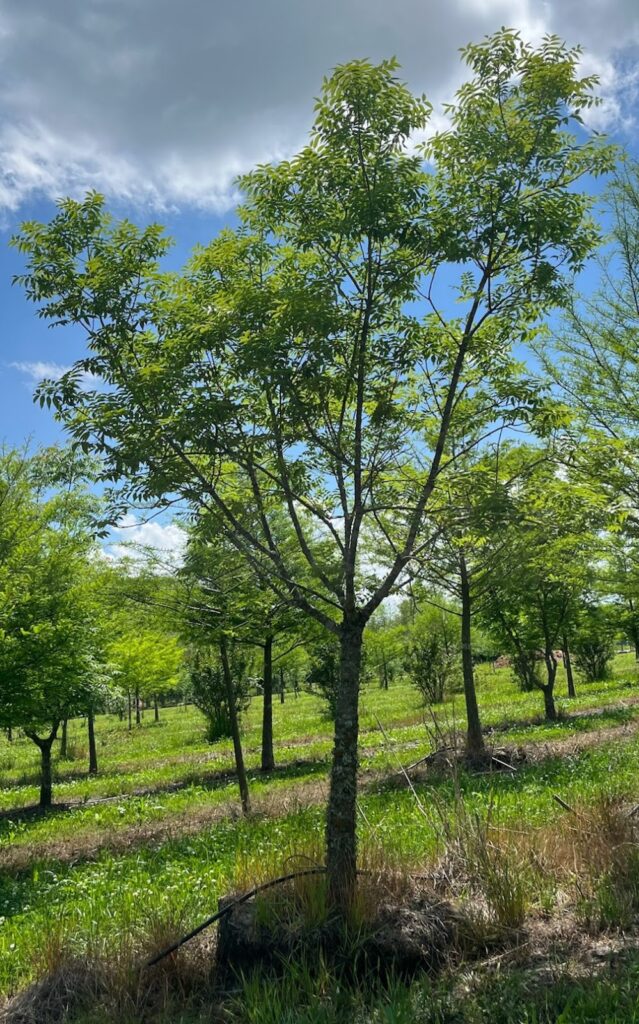 A young Chinese pistache tree for sale, standing in a well-maintained field, known for its striking fall color and durability in urban landscapes.