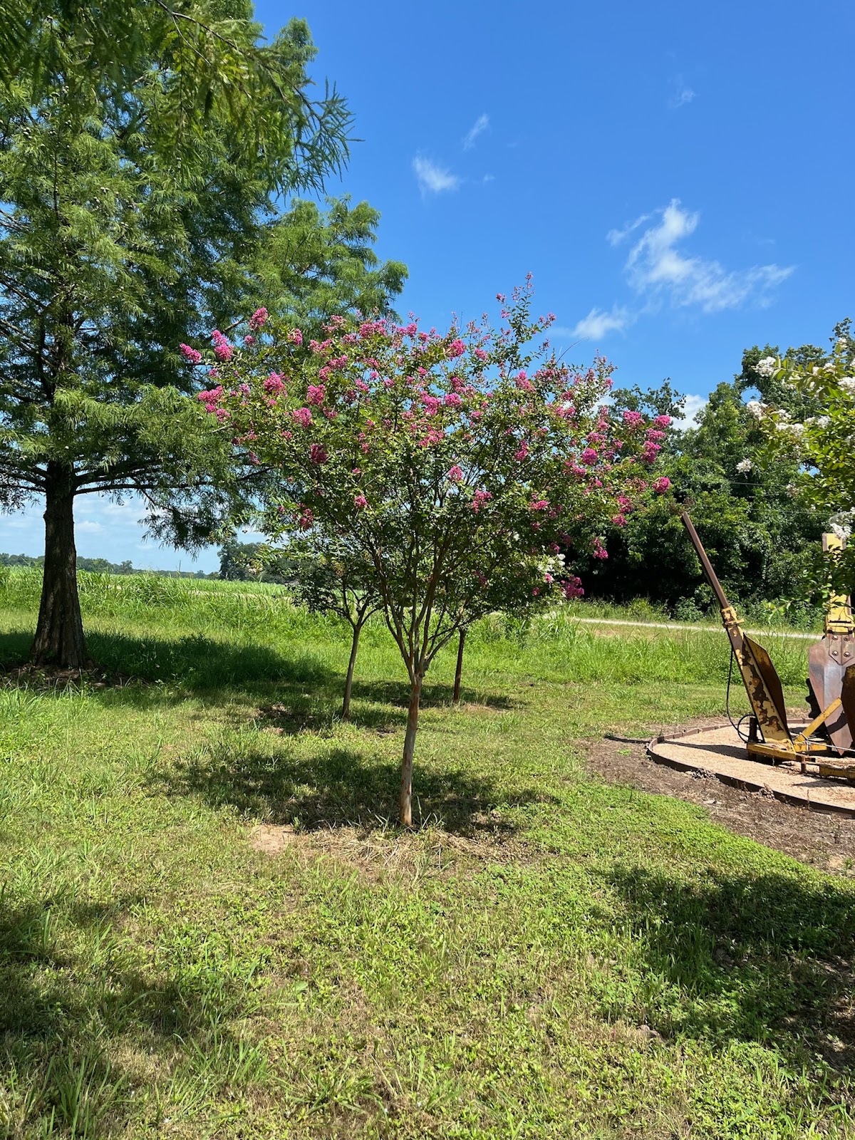 Blooming crape myrtle trees for sale, showcasing bright pink flowers against a clear blue sky, a perfect ornamental choice for adding color to any yard.