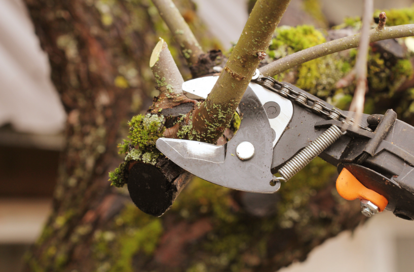 cutting a tree branch