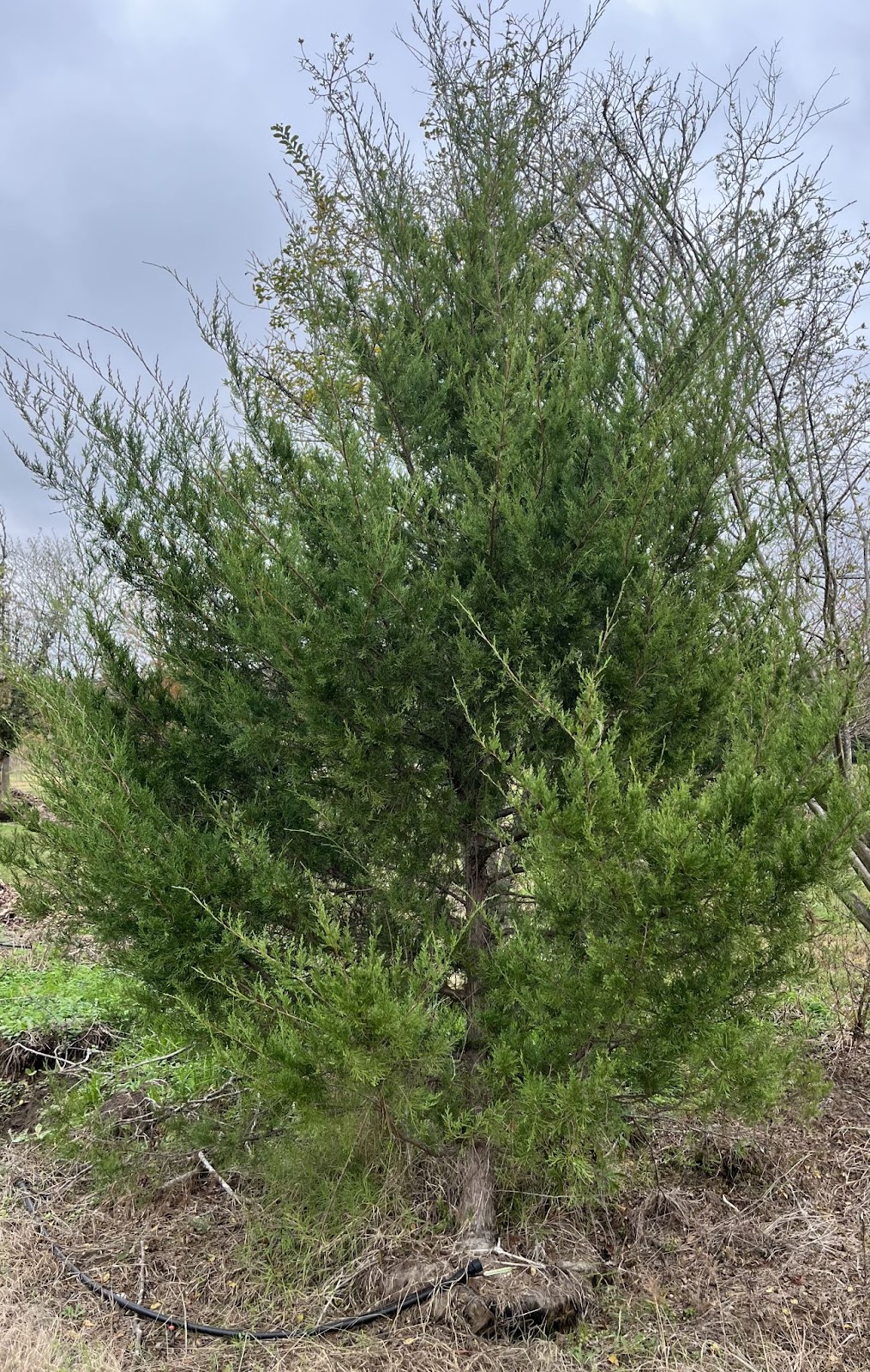 A lush eastern red cedar for sale, with dense evergreen foliage, ideal for privacy screens, windbreaks, and wildlife habitats.