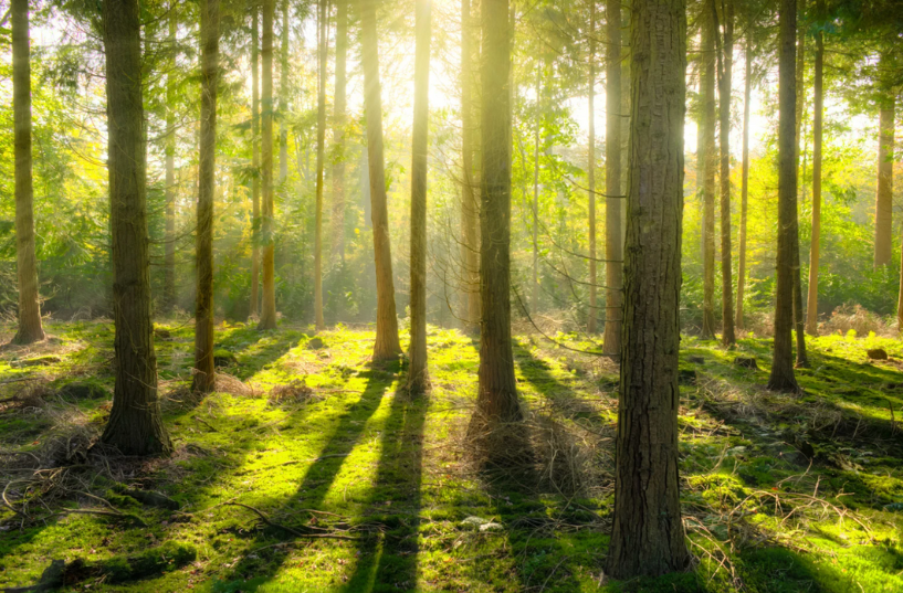 forest of dioecious trees