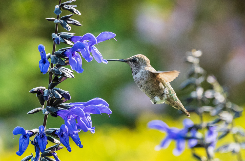 hummingbird feeding on a flower