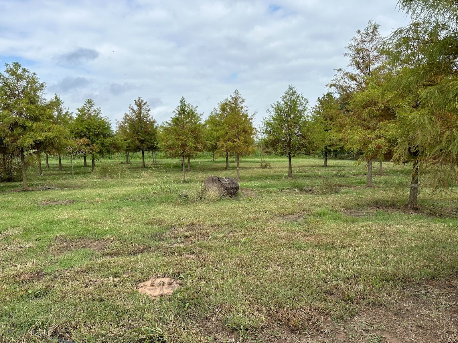 A scenic view of a bald cypress tree farm with young trees displaying green and golden foliage under a partly cloudy sky.