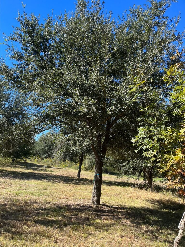 Sturdy live oak trees for sale, featuring broad, spreading canopies that provide excellent shade and resilience in warm climates.