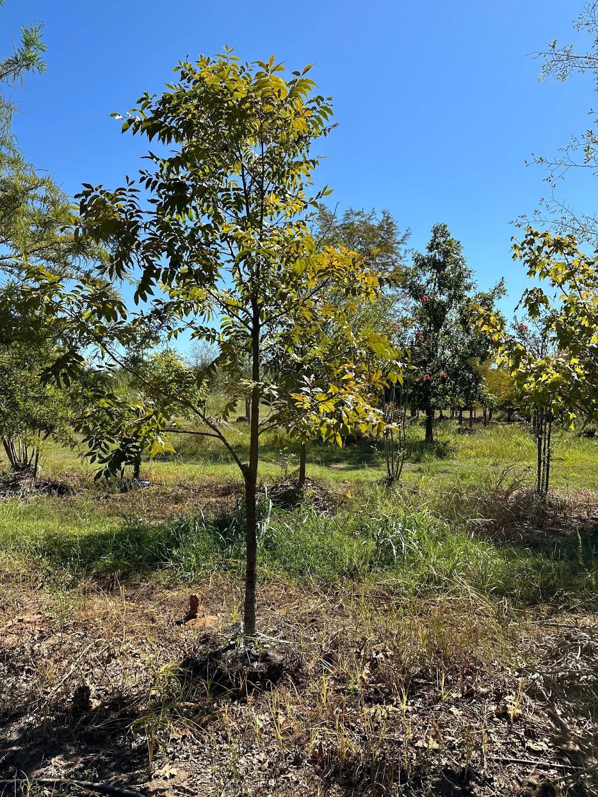 A thriving pecan trees for sale, growing in an orchard, ready to produce delicious nuts and offering excellent shade with its wide-spreading branches.