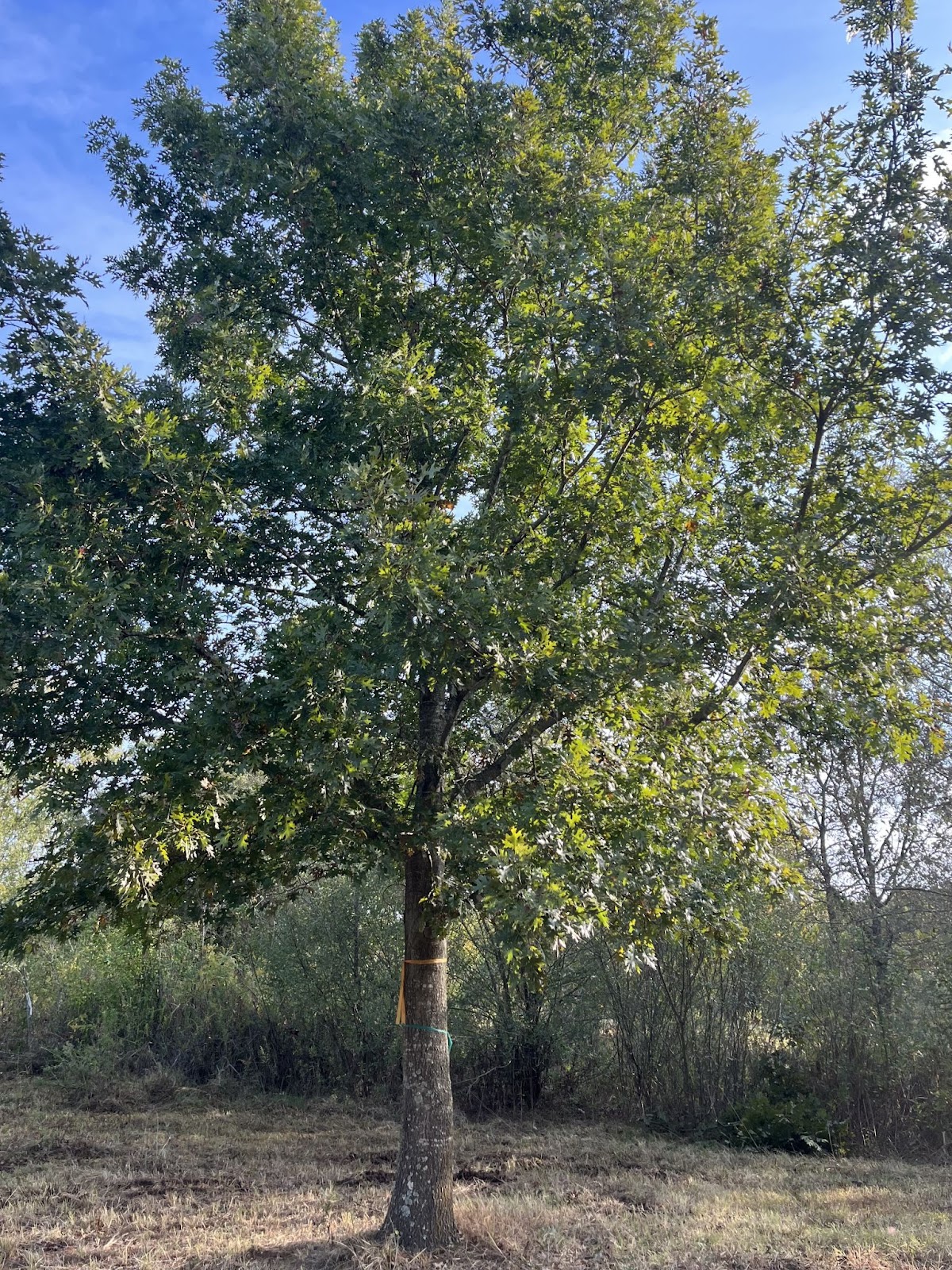 Healthy red oak tree in a natural landscape with lush green foliage and a sturdy trunk. The tree is marked with a ribbon, possibly indicating it is available for purchase. Ideal for those looking for red oak trees for sale to enhance their property with a fast-growing, shade-providing tree.