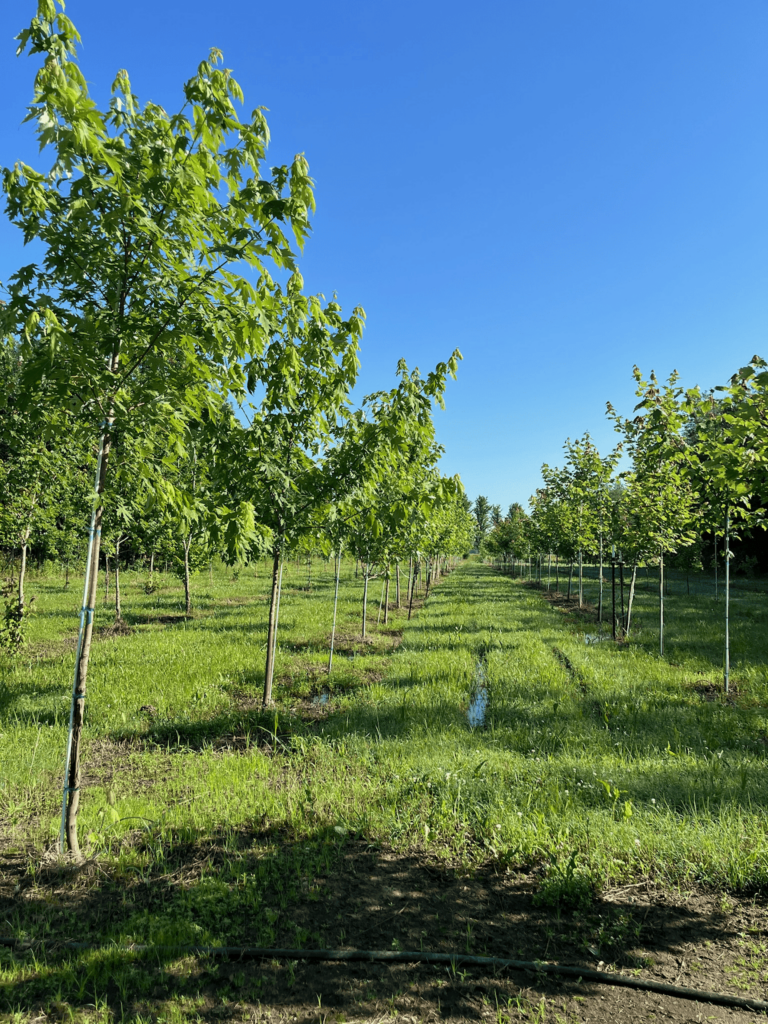 Rows of young sugar maple trees growing in a well-maintained tree farm under a clear blue sky. These vibrant, healthy trees are ideal for landscaping and shade. Perfect for anyone searching for sugar maple trees for sale to enhance their property with beautiful, fast-growing maples.