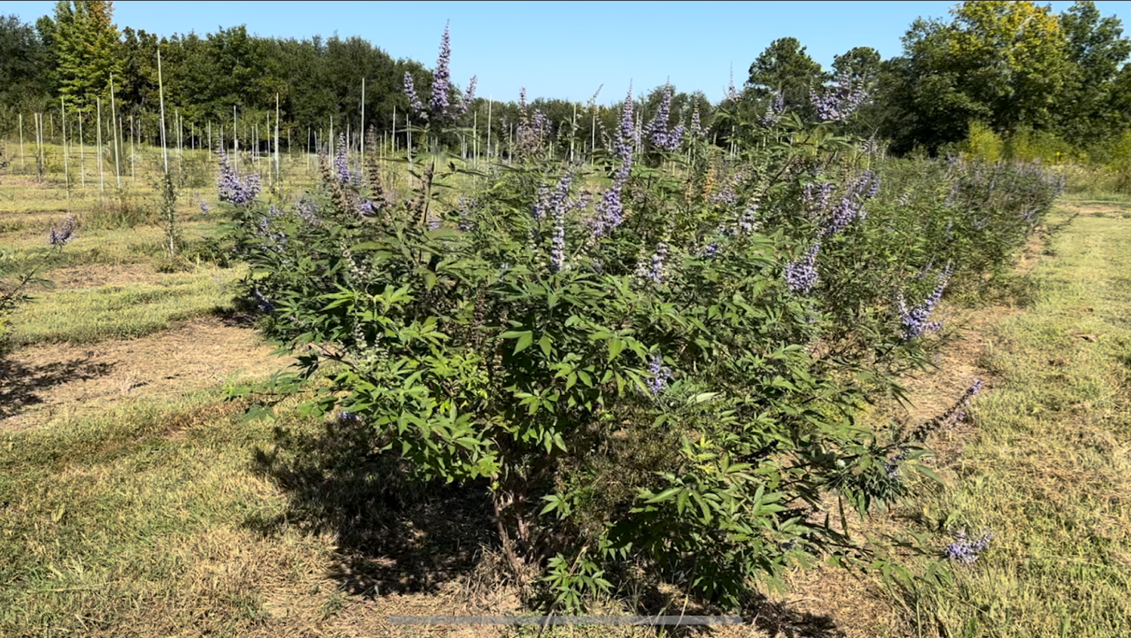 A vibrant vitex tree for sale, covered in fragrant purple blossoms, attracting pollinators and adding beauty to gardens and landscapes.