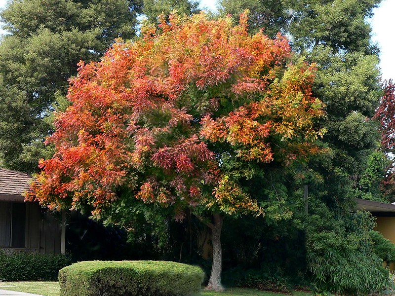 Evergreens: Year-Round Privacy and Shade