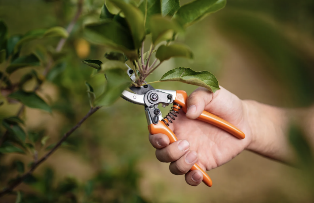 Seasonal Care from Spring to Fall