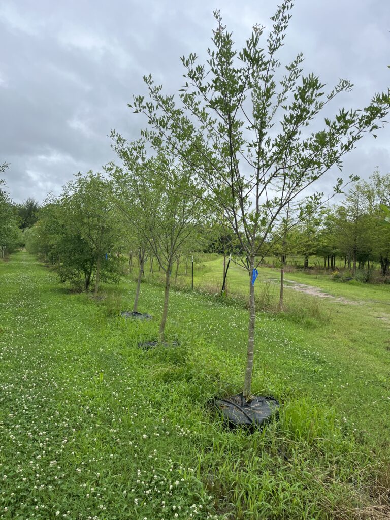 Lacebark-elm Tree