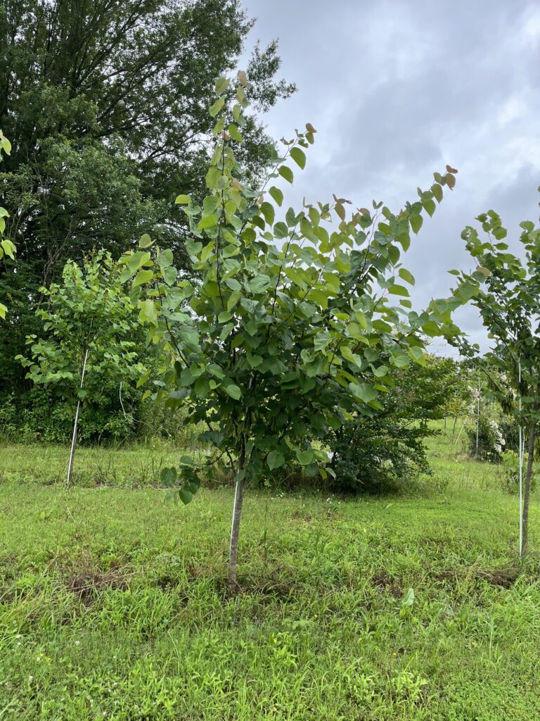 Sugar-Maple Tree