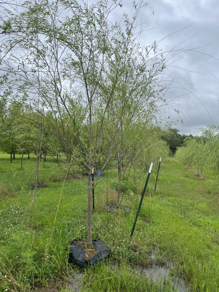 Willow Tree