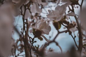 White magnolia flowers against a blue sky.