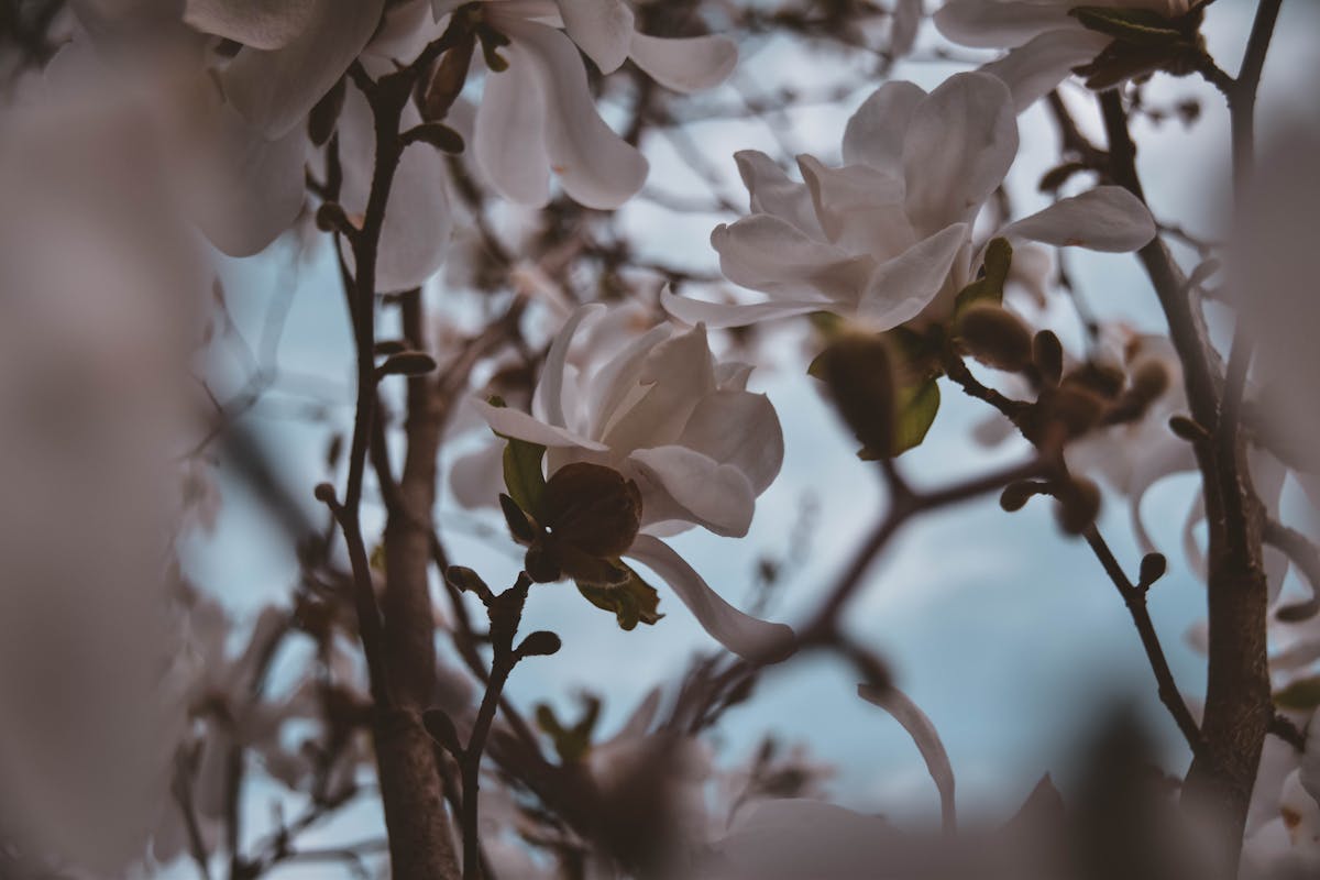 White magnolia flowers against a blue sky.